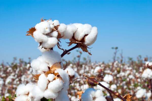 Clothing Material: Types Of Fabric And Their Uses 1 Cotton on a branch
