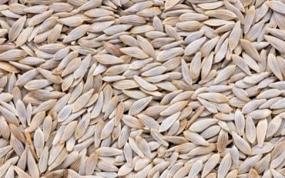 Découvrez la méthode ULTIME pour récolter vos graines de laitues et salades comme un PRO !