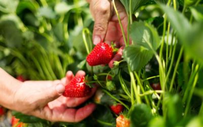 Découvre la méthode ULTIME pour préserver les fraises ! Ne rate pas ces astuces incroyables !
