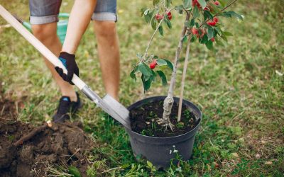 Découvrez les meilleurs arbres fruitiers à planter chez-vous en extérieur !