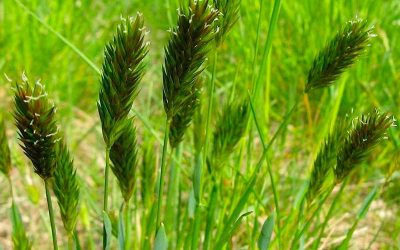 Découvrez la flouve odorante, l’ingrédient secret pour sublimer vos plats !