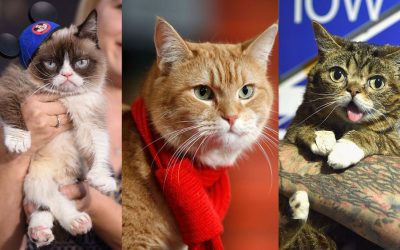 Découvrez ces chats qui ont fait le buzz sur la toile : une Culture Re-View incontournable !