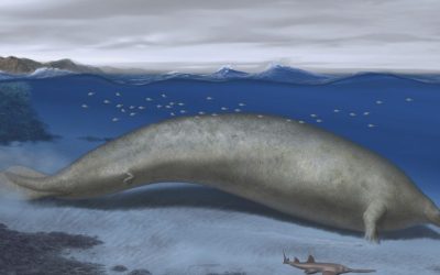 Découverte étonnante : l’ancienne baleine du désert péruvien pourrait être le plus gros animal de tous les temps !