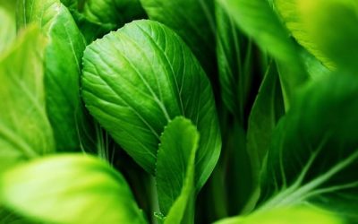 Découvre le légume oriental qui débarque dans nos supermarchés pour t’aider à perdre du poids !