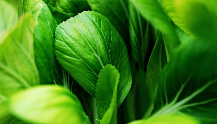 rama pak choi verdura asiatica adelgazar