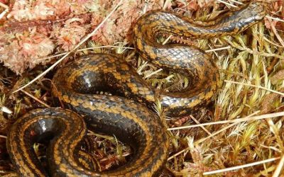 Découvre pourquoi les scientifiques ont nommé une nouvelle espèce de serpent d’après Harrison Ford !