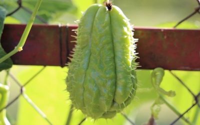 Découvre tous les secrets de la patate volante, le légume qui t’aide à perdre du poids !