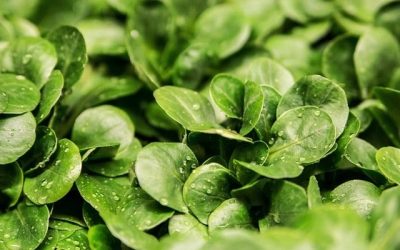 Découvrez le secret naturel pour des salades délicieusement rafraîchissantes et légères en calories !