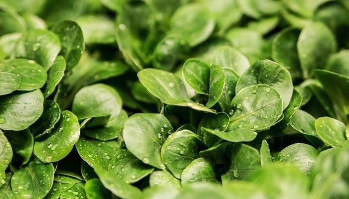 Verdura verde canonigos adelgazar