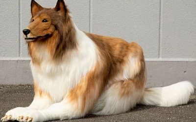 Il est vraiment furieux : Découvrez Toco, l’homme qui devient viral lors de sa première promenade en tant que “chien humain”