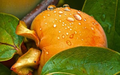Découvrez les incroyables bienfaits du kaki ! Cette délicieuse fruit est un véritable trésor pour votre santé !