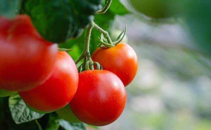 Tomate