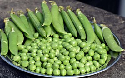 Découvre la vérité sur les petits pois : quel type de légume sont-ils vraiment ?