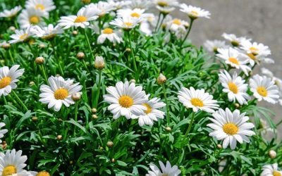 Découvrez le secret d’une floraison magnifique : comment planter des marguerites pour un résultat éblouissant ! 💐🌼