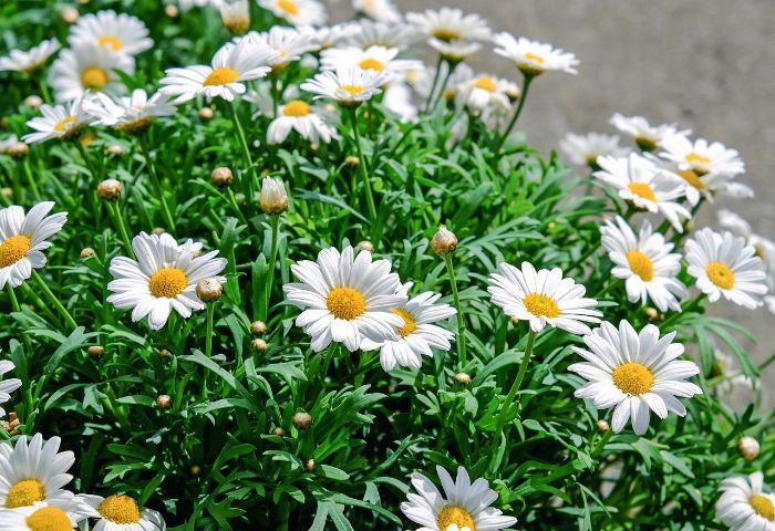 comment planter des marguerites