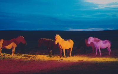 Découvrez les incroyables images psychédéliques et hors du commun des chevaux sauvages d’Islande par Gareth McConnell