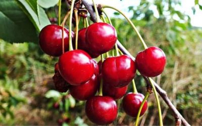 Découvrez les secrets des cerises, picotas et guindas : quelle est leur différence ? 🍒🍒🍒