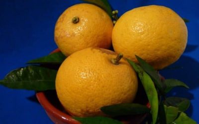 Découvrez quand déguster les oranges fraîches: les mois à ne pas manquer pour savourer ce fruit populaire!