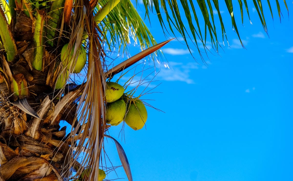 la noix de coco est un fruit