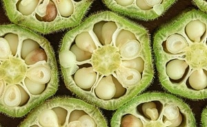 Vitamine K rajeunit les os