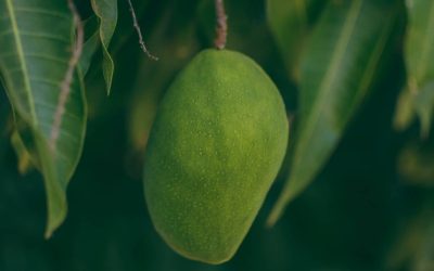 Découvrez le moment idéal pour déguster cette délicieuse mangue tropicale brésilienne !