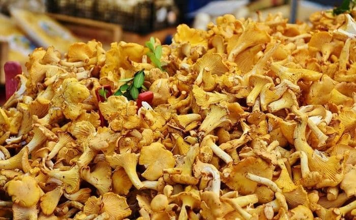Champignons et champignons