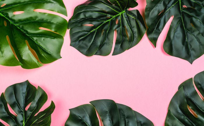 Décoration de chambre à plantes Monstera