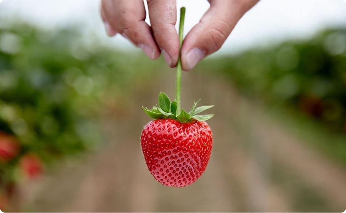 couper la tige de la fraise après le lavage