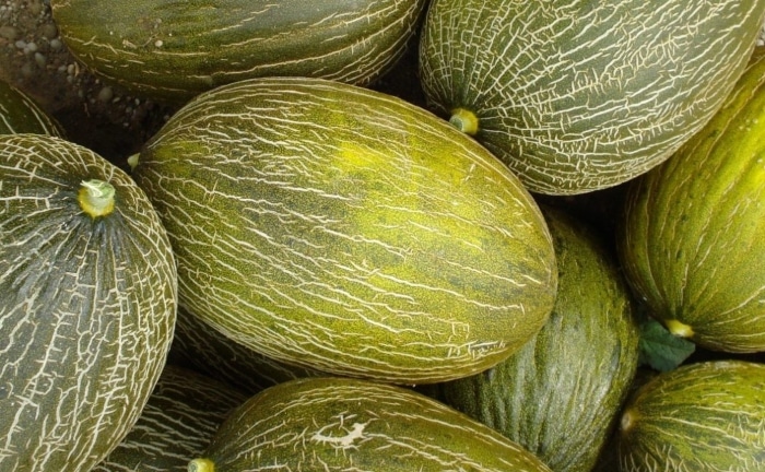ne gaspillez pas les graines de melon