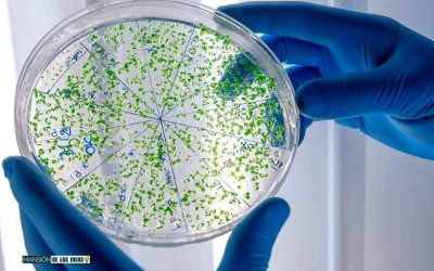 Découvrez le pouvoir incroyable de ce légume qui élimine les bactéries grâce à ses composés soufrés !