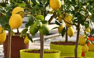 Découvrez le secret ultime pour faire pousser un magnifique citronnier dans votre jardin ! 🍋🌳