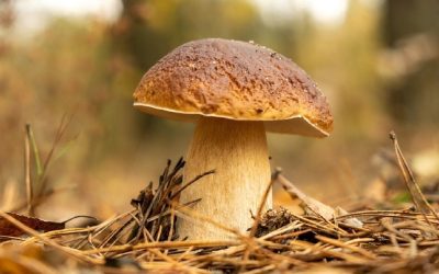Découvrez le temps exact qu’il faut pour que les bolets apparaissent, depuis la pluie jusqu’à leur récolte !