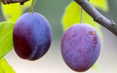 Découvre le fruit miracle pour une bonne digestion quand tu en as besoin !