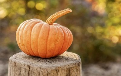 Découvrez comment la consommation excessive de citrouille affecte votre corps de manière surprenante ! 🎃💥