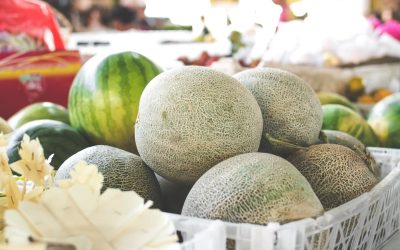Découvrez le secret ultime pour semer et cultiver des melons dans votre jardin, le mois idéal révélé !