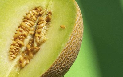 Découvrez les astuces infaillibles pour choisir le meilleur melon et éviter de se retrouver avec un fruit trop mûr.