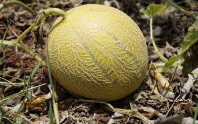 Découvrez tous les secrets pour faire pousser et récolter des melons dans votre potager ou jardin à la maison !