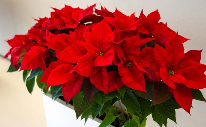 Décoration florale de Pâques pour Noël à la maison