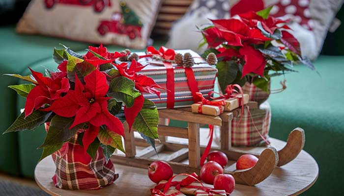 Décorations de Noël avec des poinsettias