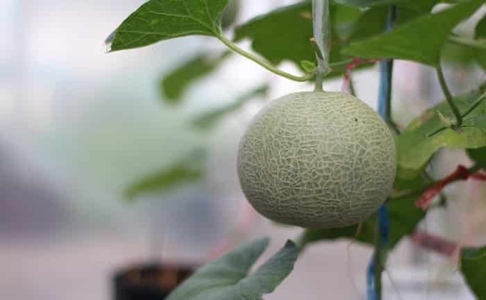 culture de melons terrasse patio