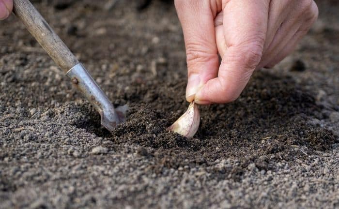 comment faire pousser de l'ail