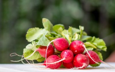 Le radis : un légume parfait pour perdre du poids grâce à cet ingrédient qu’il renferme en abondance