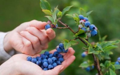 Découvrez comment cultiver des myrtilles dans des pots ou dans votre jardin chez vous ! 🌱🏠