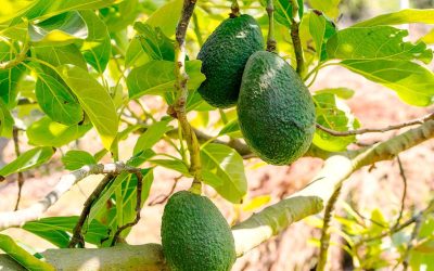 Découvre comment cette fruit booste ton cerveau et révèle d’autres effets incroyables de ce fruit tendance ! 🍎🧠🤩