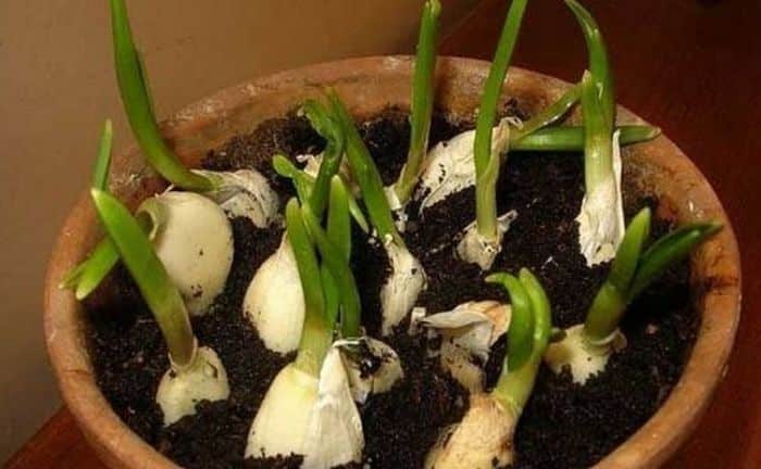 où faire pousser de l'ail