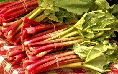 Découvre le pouvoir incroyable du rhubarbe : un superaliment qui facilite la digestion grâce à sa qualité unique ! 💥🌿🔥