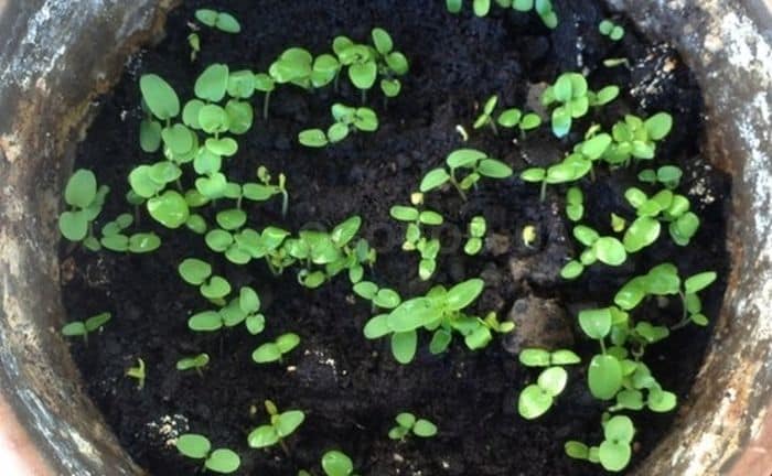 petite plante de bleuet