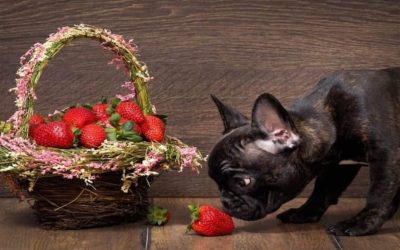 Découvrez les bienfaits ou les dangers de donner des fraises à votre chien ; Attention avant de les lui offrir pour la Saint-Valentin !