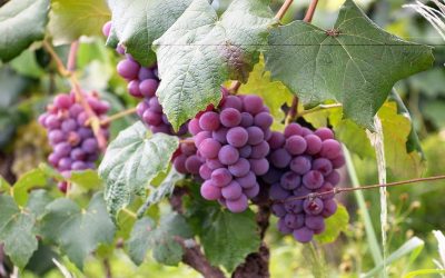 12 raisins à déguster le soir du réveillon : découvrez les 2 versions de ce rituel du Nouvel An !