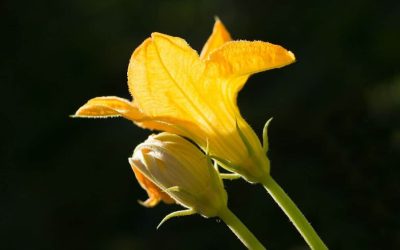 Découvre ces astuces incroyables pour utiliser la fleur de courge dans ta cuisine ! 🌸🍽️